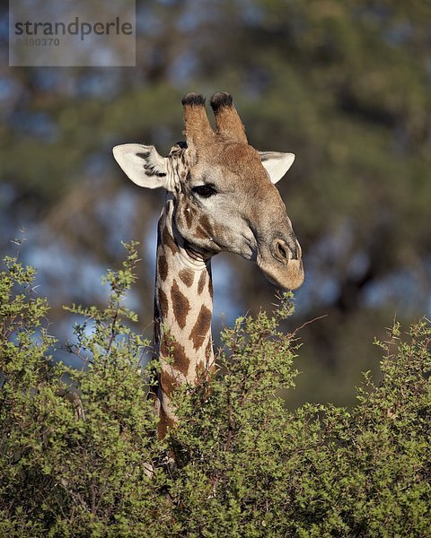 Südliches Afrika  Südafrika  Giraffe  Giraffa camelopardalis  Nostalgie  Kalahari  Afrika  füttern