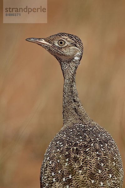 Südliches Afrika  Südafrika  schwarz  Nostalgie  Norden  Kalahari  Afrika