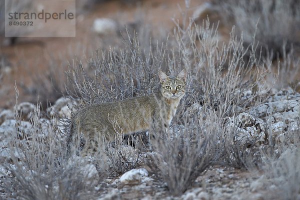 Afrikanische Wildkatze (Felis Silvestris Lybica)  Kgalagadi Transfrontier Park  umfasst das ehemalige Kalahari Gemsbok National Park  Südafrika  Afrika