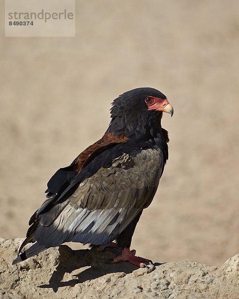 Südliches Afrika  Südafrika  Nostalgie  Kalahari  Afrika