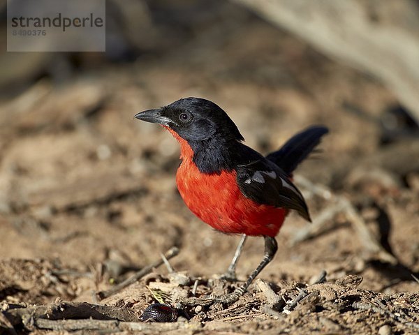 Südliches Afrika  Südafrika  Würger  Lanius  Nostalgie  rot  Kalahari  Afrika