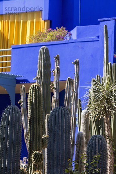 Nordafrika  Garten  Marrakesch  Afrika  Kaktus  Marokko  Villa