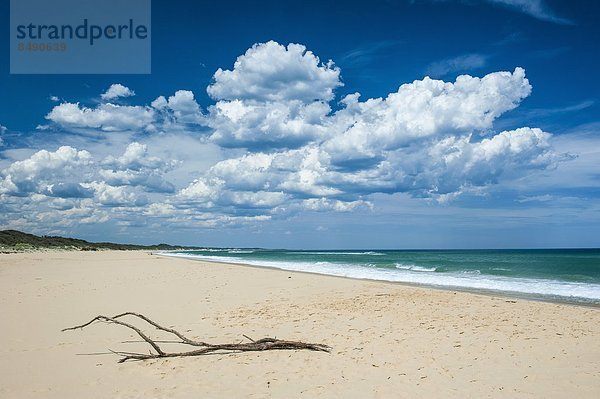 Strand  Baum  Küste  Sand  Ast  Pazifischer Ozean  Pazifik  Stiller Ozean  Großer Ozean  Victoria  Australien