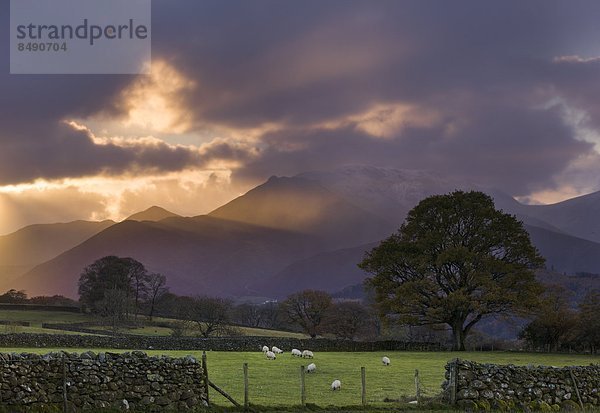 nahe  Europa  Sonnenuntergang  Großbritannien  Beleuchtung  Licht  über  Hügel  Schaf  Ovis aries  Feld  nähern  Cumbria  England  grasen