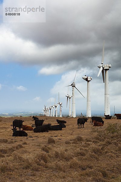 Vereinigte Staaten von Amerika USA Hausrind Hausrinder Kuh Windturbine Windrad Windräder Hintergrund Wiese