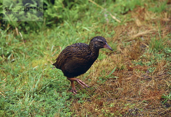 Schutz  See  Vogel  neuseeländische Südinsel  Zimmer  Neuseeland