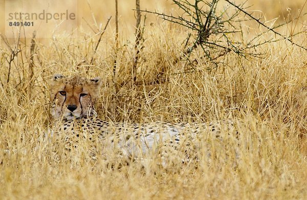 Ostafrika  Gepard  Acinonyx jubatus  Tansania