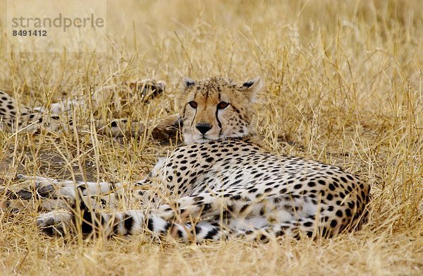 Ostafrika  Gepard  Acinonyx jubatus  Tansania