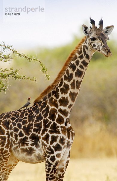 Giraffe  Giraffa camelopardalis  Tansania