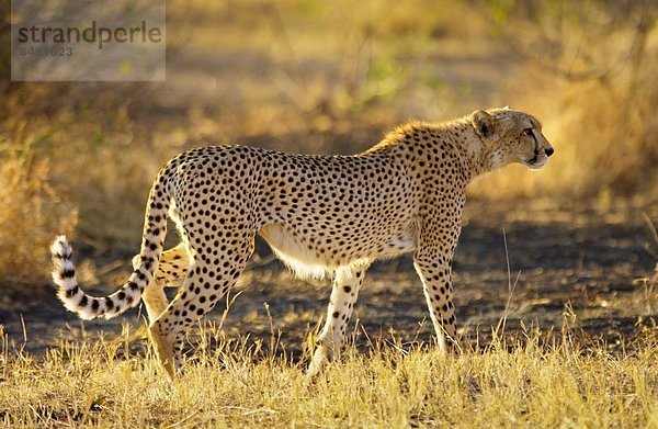 Ostafrika  Gepard  Acinonyx jubatus  Tansania