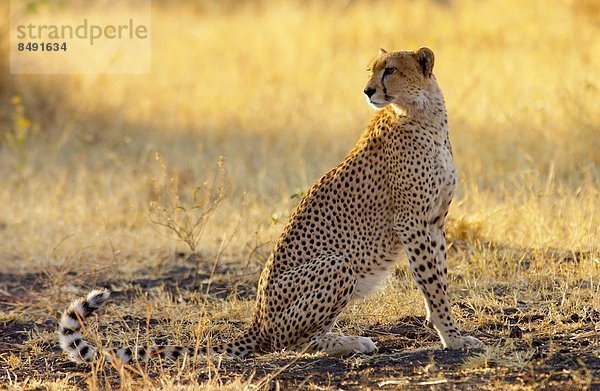 Ostafrika  Gepard  Acinonyx jubatus  Tansania