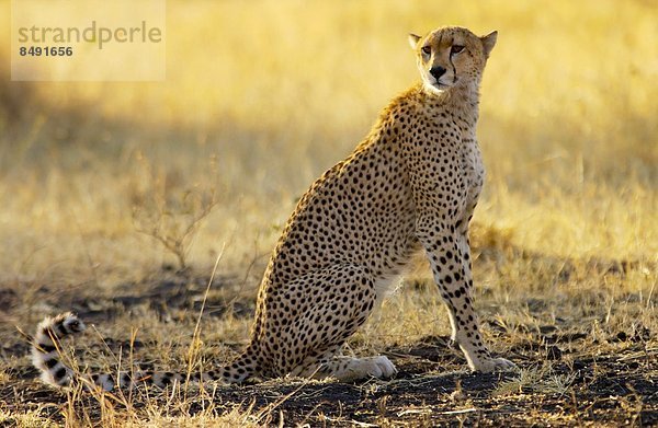 Ostafrika  Gepard  Acinonyx jubatus  Tansania