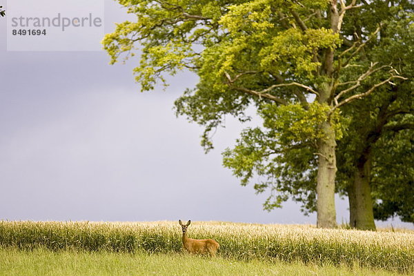 Großbritannien  Feld  Weizen  Einsamkeit  Hirsch  England  Oxfordshire