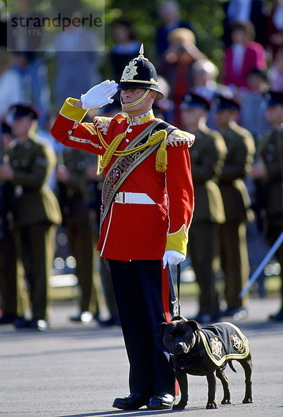 Bulle  Stier  Stiere  Bullen  Hund  Soldat  Terrier  Staffordshire  nebeneinander  neben  Seite an Seite  England  Maskottchen  salutieren  Süden