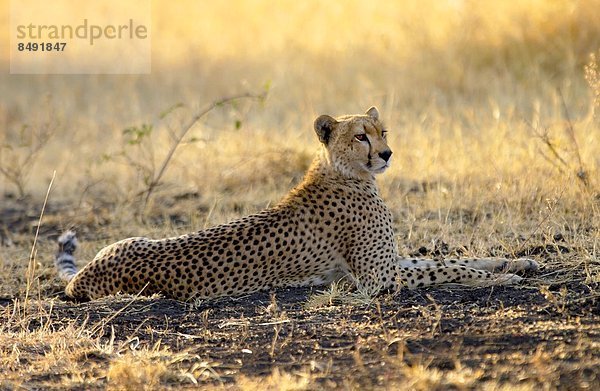 Ostafrika  Gepard  Acinonyx jubatus  Tansania