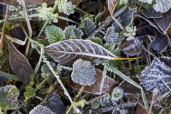 bedecken Großbritannien Laub Frost Oxfordshire