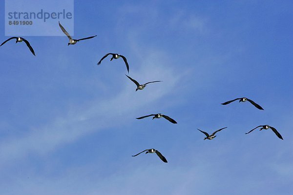 Vereinigte Staaten von Amerika USA fliegen fliegt fliegend Flug Flüge Risiko über ungestüm Vogel Grippe Virus Gans Washington DC Hauptstadt