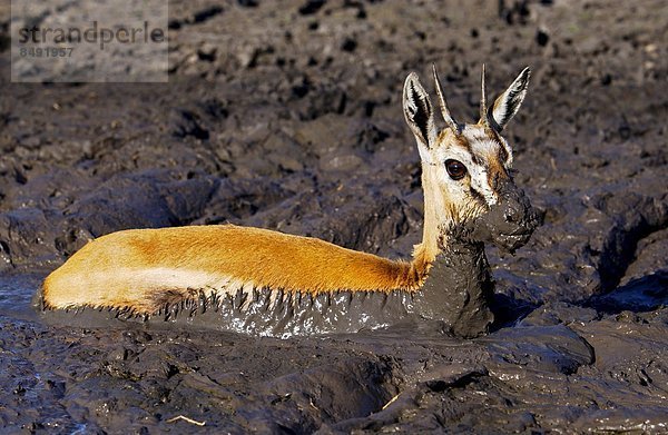 kleben  trocknen  Bett  Fluss  jung  Gazelle  Schlamm  Tansania