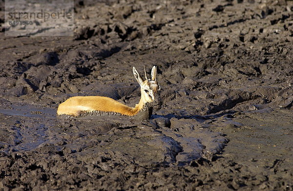 kleben  trocknen  Bett  Fluss  jung  Gazelle  Schlamm  Tansania