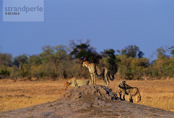 benutzen  nähern  3  Gepard  Acinonyx jubatus  Termitenhügel  Botswana  Erdhügel  alt  Beutetier  Beute  Schiffswache