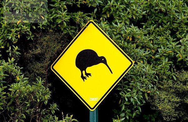 Fernverkehrsstraße  Zeichen  hinaussehen  neuseeländische Nordinsel  Neuseeland  Signal  Straßenverkehr