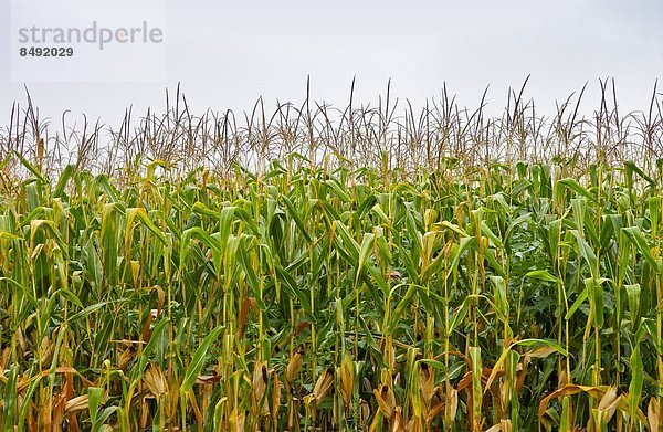 Mais  Zuckermais  Kukuruz  Frankreich  Pflanze  Feld  Mais