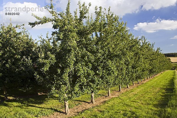 Großbritannien  Apfelgarten  England