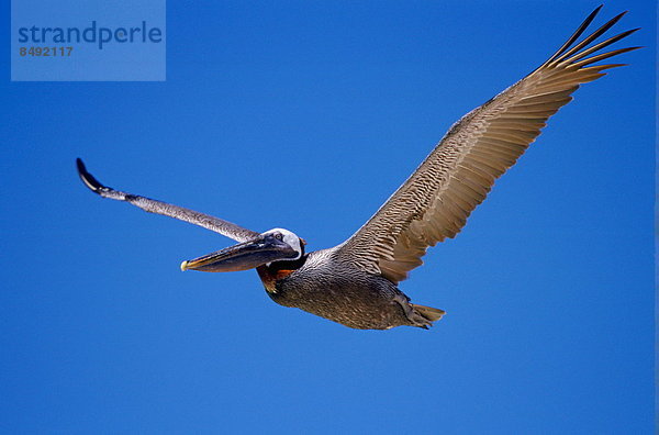 durchsichtig  transparent  transparente  transparentes  Himmel  fliegen  fliegt  fliegend  Flug  Flüge  blauer Himmel  wolkenloser Himmel  wolkenlos  blau  Vogel  braun  Ecuador  Galapagosinseln  Pelikan