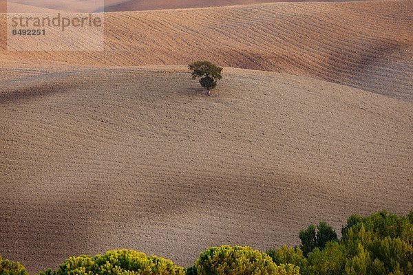 nahe  Baum  Landschaft  Einsamkeit  Toskana  Italien
