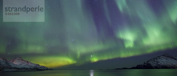 sternförmig  grün  lila  Beleuchtung  Licht  Norden  Konsequenz  Polarlicht  Arktis  Aurora  Tromso