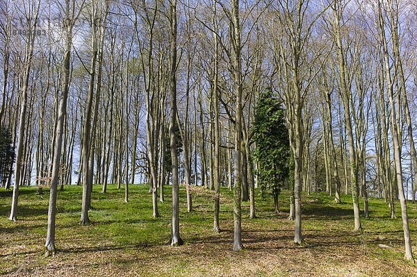 Großbritannien  Nadelbaum  Frühling  Cotswolds  Rotbuche  Fagus sylvatica  Oxfordshire