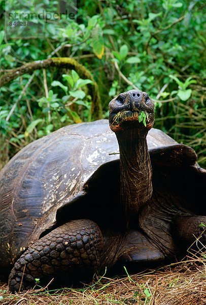 Insel Galapagosinseln füttern Landschildkröte Schildkröte