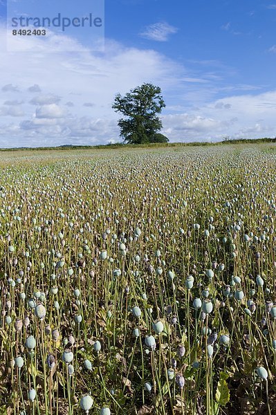 Großbritannien  Wildblume  Wiese  Mohn  Wiltshire