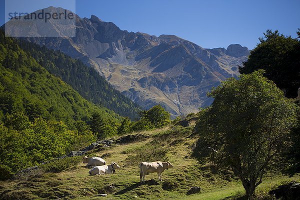 Hausrind  Hausrinder  Kuh  nahe  Frankreich  Pyrenäen