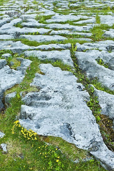 Blume  Botanik  Landschaft  Bürgersteig  ungestüm  Ethnisches Erscheinungsbild  Clare County  Karst  Kalkstein