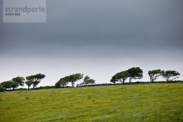 leer  Baum  Landschaft  Clare County  Öde  zerzaust