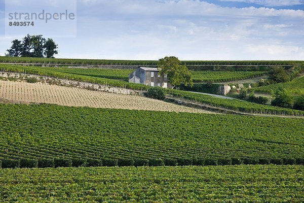 Frankreich  Wein  Weinberg  Geographie  Bordeaux