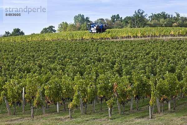 arbeiten  Traktor  ernten  Kletterpflanze  Weinberg