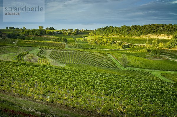 Frankreich  Wein  Hügel  schwarz  Weintraube  Geographie  Bordeaux  reif  Weinberg