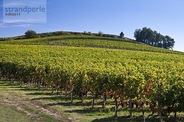 Frankreich  Wein  Hügel  Geographie  Bordeaux  Weinberg