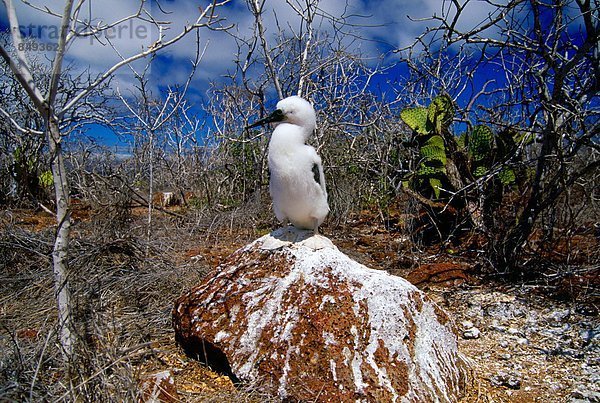 Insel  Vogel  Galapagosinseln  Tölpel
