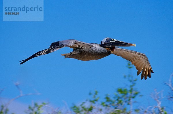 durchsichtig  transparent  transparente  transparentes  Himmel  fliegen  fliegt  fliegend  Flug  Flüge  blauer Himmel  wolkenloser Himmel  wolkenlos  blau  Vogel  braun  Ecuador  Galapagosinseln  Pelikan