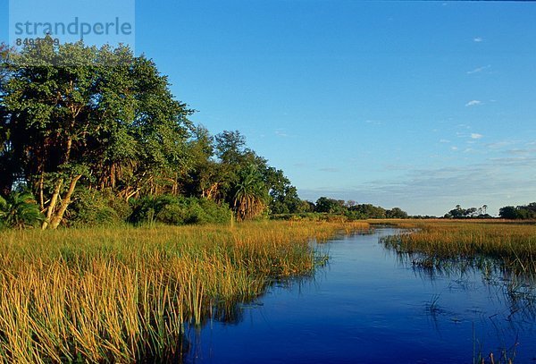 Bett  Flussdelta  Delta  Afrika  Botswana  Schilf