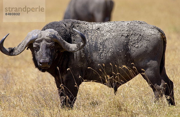 Ostafrika  Büffel  Tansania