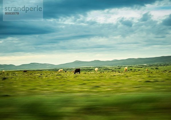 Kühe im Feld  La Mancha  Spanien