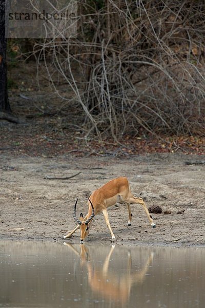 Männlicher Impala am Wasserloch  Mana Pools Nationalpark  Simbabwe  Afrika