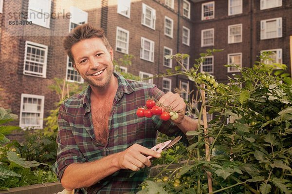 Mittlerer Erwachsener Mann  der Tomaten auf dem Anwesen der Gemeinde erntet