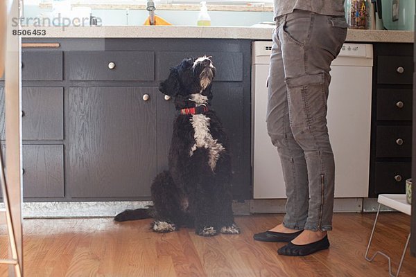 Haustier Hund schaut zum Besitzer in der Küche auf.