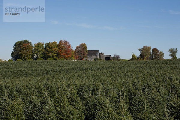 Weihnachtsbaum-Farm  Eastern Townships  Hatley  Quebec  Kanada