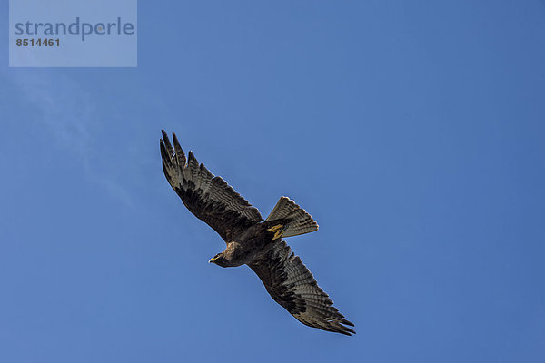 Galapagosbussard (Buteo galapagoensis)  im Flug  Insel Española  Galapagos  Ecuador